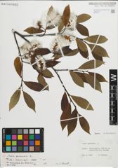 Foto von Salix pentandra L.
